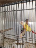 pyrrhura, Dieren en Toebehoren