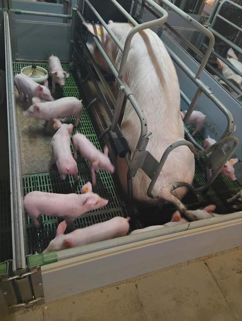 Vacature op varkens en akkerbouw bedrijf, Zakelijke goederen, Landbouw | Onderdelen | Banden, Velgen en Assen, Ophalen