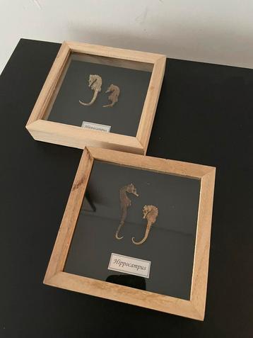 2 kaders met opgezette zeepaardjes beschikbaar voor biedingen