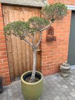 Olijfboom met pot ., Tuin en Terras, Ophalen, Olijfboom