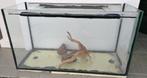 Aquarium / terrarium, Ophalen, Gebruikt, Leeg aquarium