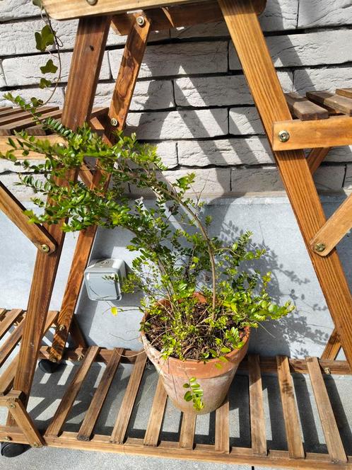 Ilex buizenstruik, Tuin en Terras, Planten | Bomen, Ophalen