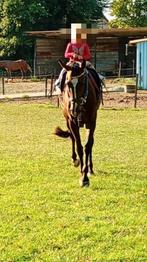 Brave 5 jarige merrie, Dieren en Toebehoren, Merrie