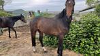 Leuk rijpaardje, Animaux & Accessoires, Chevaux & Poneys | Étalons & Juments poulinières, Jument
