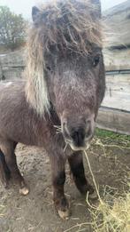 Super lief hengste en geitje te koop, Dieren en Toebehoren, Pony's, Ontwormd, Hengst, Niet van toepassing, 3 tot 6 jaar