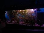 Aquarium Jewel 110 L, Animaux & Accessoires, Enlèvement, Utilisé, Aquarium d'eau douce rempli