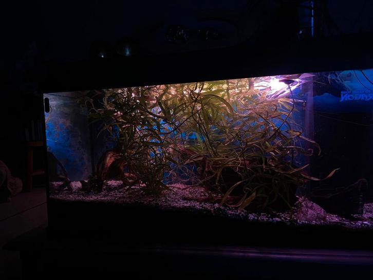 Aquarium Jewel 110 L, Animaux & Accessoires, Poissons | Aquariums & Accessoires, Utilisé, Aquarium d'eau douce rempli, Enlèvement