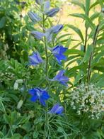Wilde ( 1 jarige ) delphinium 6voor 5 euro lees beschrijving, Tuin en Terras, Volle zon, Eenjarig, Zomer, Ophalen