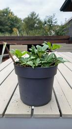 Dikkemanskruid Kerstroos (Helleborus niger)., Ophalen
