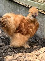 Zijdehoen usa haan buff, Dieren en Toebehoren, Pluimvee