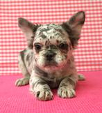 Supermooie Franse bulldog pups!, 15 weken tot 1 jaar, Parvo, Buitenland, Bulldog