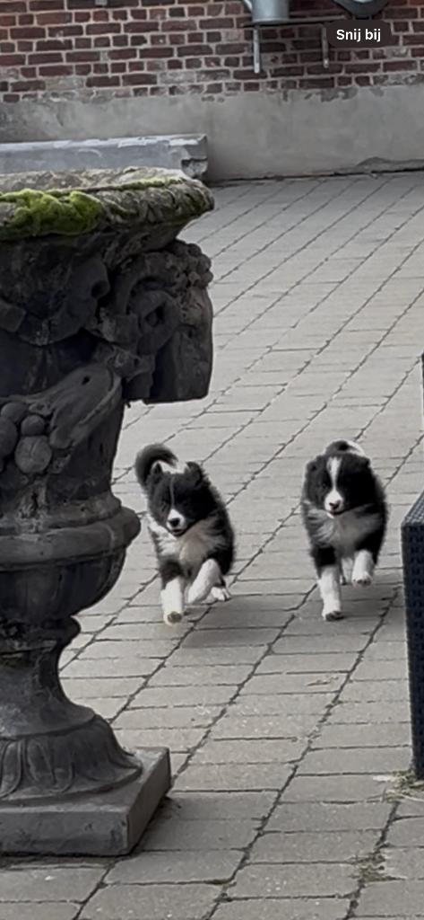 border-colliepups, Dieren en Toebehoren, Honden | Herdershonden en Veedrijvers, Teef, Collie, Fokker | Hobbymatig, Eén hond, België