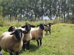 Suffolk ooien, Dieren en Toebehoren, Schapen, Geiten en Varkens, Vrouwelijk, Schaap, 0 tot 2 jaar