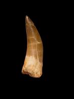 Plesiosaurus mauritanicus tand 4,8 cm., Verzamelen, Ophalen of Verzenden, Fossiel