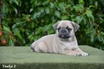 Prachtige Mops pups in verschillende kleuren, België, Overige rassen, CDV (hondenziekte), 8 tot 15 weken