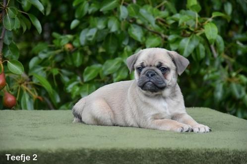 Prachtige Mops pups in verschillende kleuren, Dieren en Toebehoren, Honden | Bulldogs, Pinschers en Molossers, Meerdere dieren