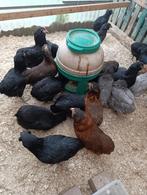 araucanes à queue boulonnée action 5+1 gratuite 0499/082381, Femelle, Poule ou poulet