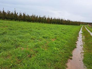 Pâturages, terres agricoles, pâturages à Zepperen à vendre,  disponible aux enchères