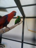 Koppel edelpapegaaien, Meerdere dieren, Papegaai, Pratend