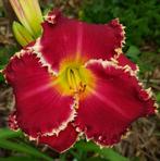Hemerocallis VAN HELSING, Volle zon, Vaste plant, Zomer, Ophalen