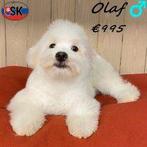 Olaf en zijn zusjes – Lieve Pomapoo-puppy’s vol charme, 15 weken tot 1 jaar, Buitenland, CDV (hondenziekte), Meerdere