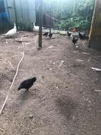 Marans kippe Tekoop Pulles van2025, Dieren en Toebehoren, Kip