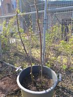 Vijgenboom 2 stuks, Tuin en Terras, Planten | Fruitbomen, Ophalen, Vijgenboom