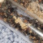 Camponotus cruentatus 1q 300-350w | mier ants mierenkolonie, Dieren en Toebehoren, Insecten en Spinnen, Mieren