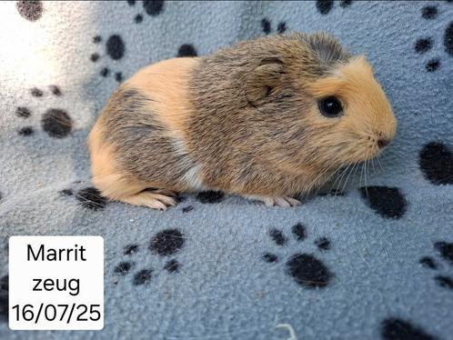 Cavia's uit asiel, Dieren en Toebehoren, Knaagdieren, Meerdere dieren, Cavia, Januari