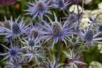 Eryngium maritimum, Jardin & Terrasse, Plantes | Jardin, Enlèvement