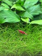 Red Sakura garnalen - Neocaridina davidi - 1 euro, Kreeft, Krab of Garnaal, Zoetwatervis, Schoolvis