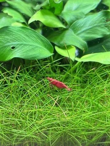 Red Sakura garnalen - Neocaridina davidi - 1 euro beschikbaar voor biedingen
