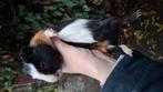 2 mannelijke cavia', Dieren en Toebehoren, Knaagdieren, Augustus, Mannelijk, Cavia