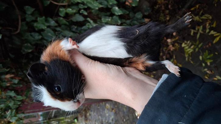 2 mannelijke cavia', Dieren en Toebehoren, Knaagdieren, Mannelijk, Cavia, Augustus