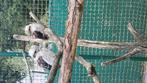 Kookaburra koppel