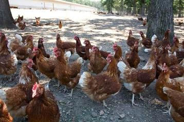 Poules pondeuses brunes - 13 mois - prix voir annonce