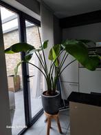 Kamer plant, Huis en Inrichting, Kamerplanten, Ophalen