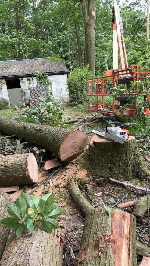 Vellen van bomen en uitfrezen van stronken, Diensten en Vakmensen, Tuinmannen en Stratenmakers, Tuinonderhoud of Snoeiwerk