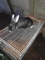 Konijnen te koop, Dieren en Toebehoren, Ophalen