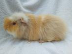 Ch teddy cavia beer te koop, Dieren en Toebehoren, Knaagdieren, April, Mannelijk, Cavia