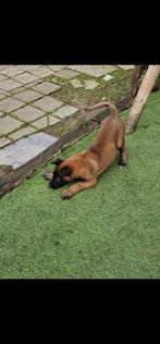 Mechelse Herder Puppy's, Dieren en Toebehoren, Honden | Herdershonden en Veedrijvers, België, Fokker | Hobbymatig, 8 tot 15 weken
