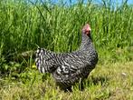 Jonge tamme Amrock kriel kippen gesekst & ingeënt, Plusieurs animaux, Poule ou poulet