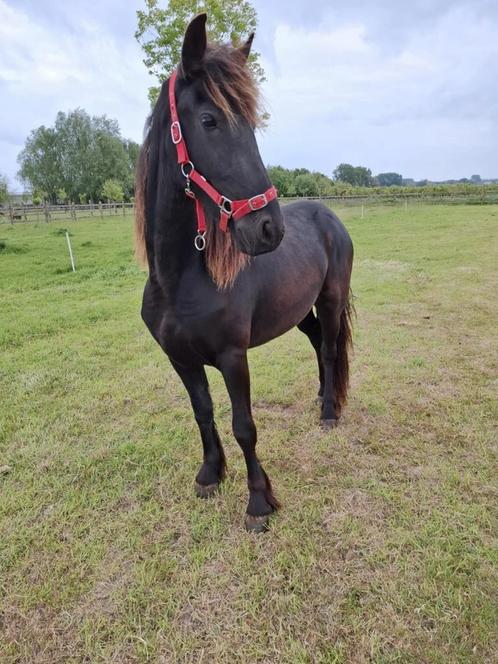 Prachtige 2-jarige Friese merrie te koop – veel potentieel!, Dieren en Toebehoren, Paarden, Merrie, Zadelmak, Ontwormd