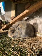 Lapin nain à poil long brun/blanc, Femelle, Nain, 0 à 2 ans