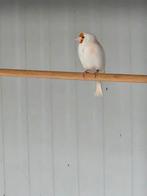 putter, Dieren en Toebehoren, Vrouwelijk, Wildzangvogel, Geringd