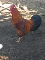 Haan, Dieren en Toebehoren, Pluimvee, Mannelijk, Kip