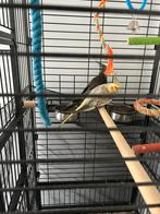 Couple calopsitte habitué aux enfants, Dieren en Toebehoren, Parkiet, Geringd