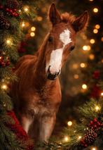 Bwp merrie veulen vader Count on me Z, Dieren en Toebehoren, Merrie, Z