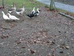 Vrouwtjes barberie eenden 10 euro per stuk, Dieren en Toebehoren, Pluimvee