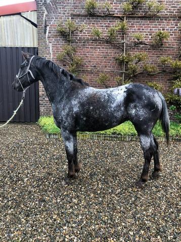 appaloosa beschikbaar voor biedingen